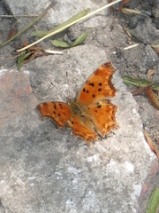 Polygonia egea