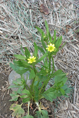 Ranunculus inamoenus inamoenus