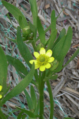 Ranunculus inamoenus inamoenus
