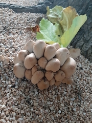 Coprinellus