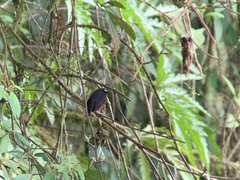Ochthoeca cinnamomeiventris
