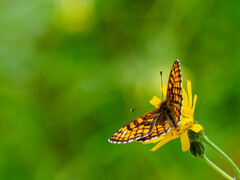 Melitaea