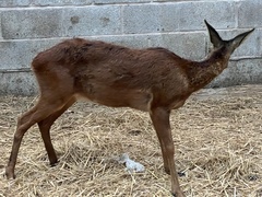 Capreolus capreolus