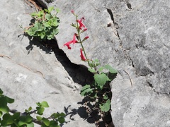 Salvia roemeriana