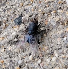 Calliphora vicina