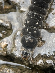 Cantharis fusca