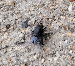 Calliphora vicina