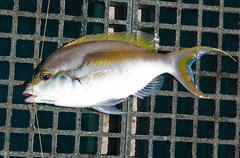 Scolopsis monogramma