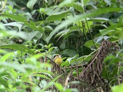 Poecilotriccus ruficeps