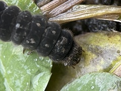 Cantharis fusca