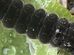 Cantharis fusca