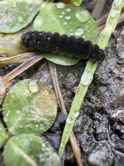 Cantharis fusca