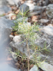 Pinus remota
