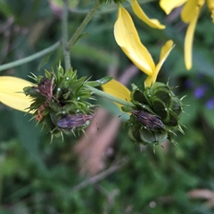 Harmostes fraterculus