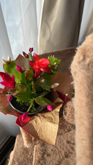 Schlumbergera truncata