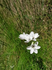 Ixia polystachya