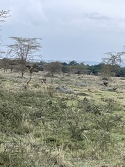 Kobus ellipsiprymnus defassa