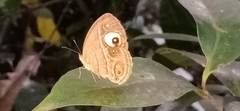 Mycalesis junonia