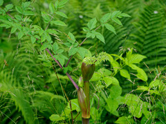Angelica archangelica
