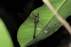Macromidia rapida