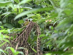 Poecilotriccus ruficeps