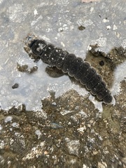 Cantharis fusca