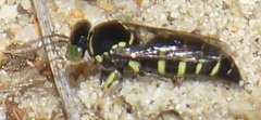 Bembecinus