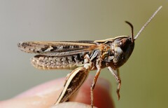 Omocestus petraeus