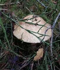 Suillus variegatus