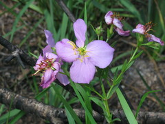 Rhexia aristosa