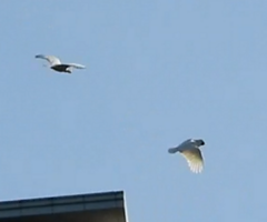 Cacatua sulphurea
