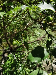 Halleria lucida