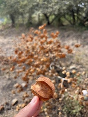Physalis nicandroides
