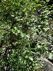 Halleria lucida