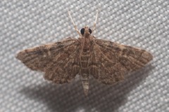 Anageshna primordialis