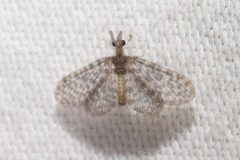 Nallachius americanus