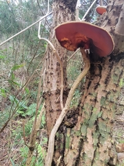 Auricularia cornea