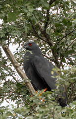 Geranospiza caerulescens