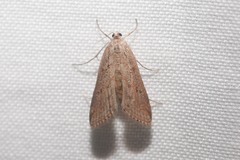 Parapoynx allionealis