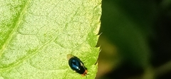 Celyphidae