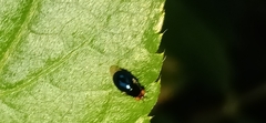 Celyphidae