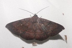 Epidromia rotundata