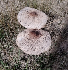 Macrolepiota procera