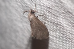 Cryptothelea gloverii