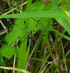 Bittacomorpha clavipes