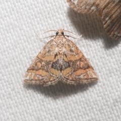 Leptosteges flavifascialis