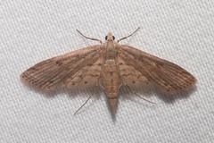 Parapoynx allionealis