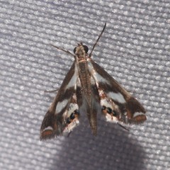 Chrysendeton imitabilis