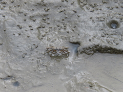 Macrophthalmus banzai