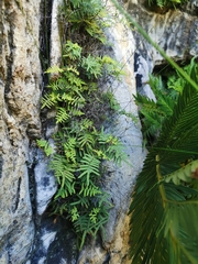 Gleichenia polypodioides